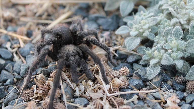 Acaba de ser descubierta y ya está en peligro de extinción: vas a tener muy pocas posibilidades de encontrarte con esta gigantesca araña