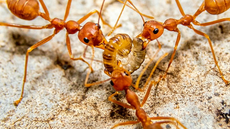Los expertos en naturaleza ya saben cuántas hormigas hay en el mundo y esta es la cantidad a la que tocamos cada ser humano