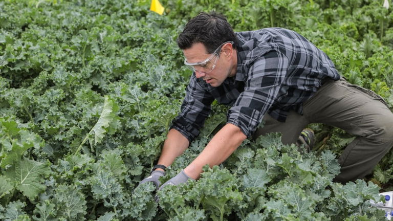 El nuevo proyecto de Google promete revolucionar la industria agrícola. Lo hará gracias a la inteligencia artificial