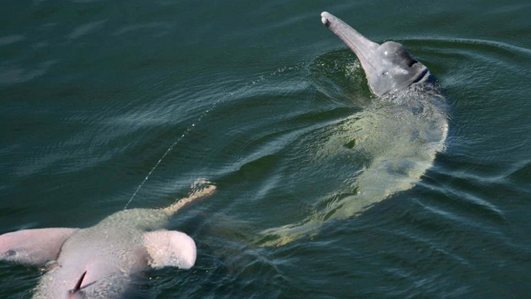 Estos delfines tienen una curiosa tradición: lanzan chorros de orina al aire. Puede que sea una forma de comunicarse entre ellos