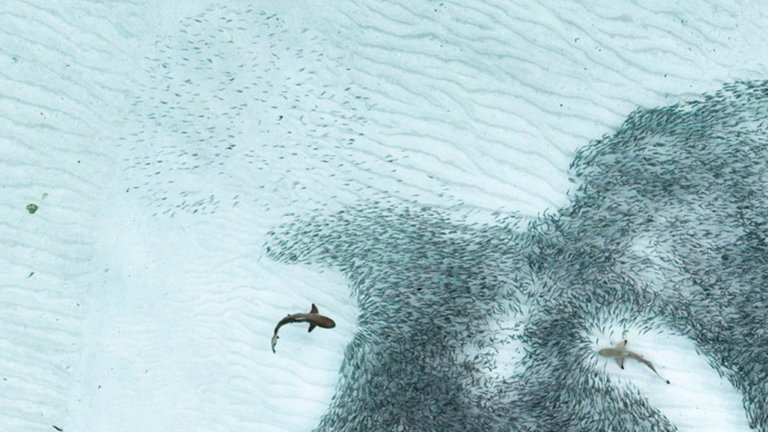 Un cardumen de tiburones de caza se lleva el premio a la mejor fotografía en este concurso, y no es para menos