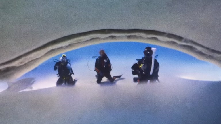 Este tiburón se tragó una cámara. El improvisado ladrón consiguió capturar un vídeo que se ha convertido en un fenómeno viral online