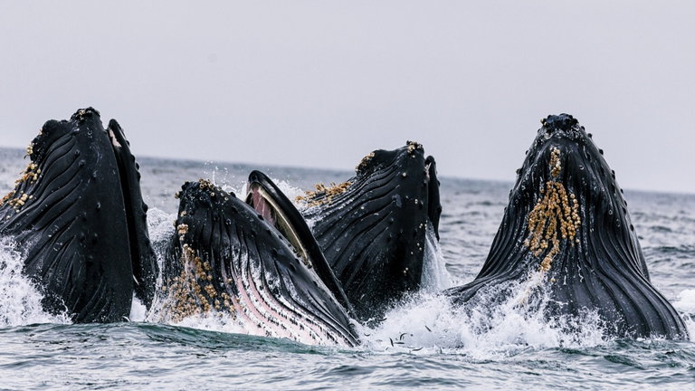 Los expertos encuentran inquietantes similitudes entre el canto de las ballenas y el habla humana: "estos hallazgos desafían suposiciones sostenidas durante mucho tiempo"