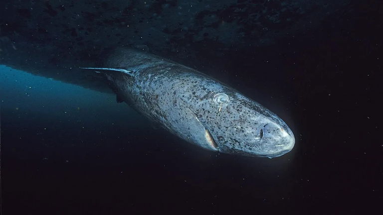 Hay tiburones que pueden vivir 400 años y acabamos de descubrir cuál podría ser el secreto de su longevidad