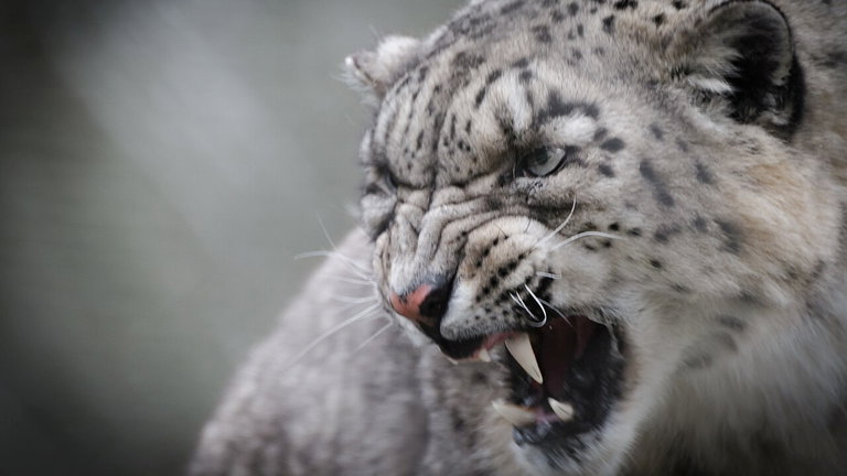 Descubren un fósil que acaba de cambiar la historia de este animal: hace un millón de años Portugal estaba plagada de leopardos