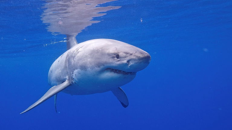 Los expertos todavía no saben lo que pasa, pero algo está matando a los grandes tiburones blancos. Está ocurriendo en el océano Atlántico y es preocupante