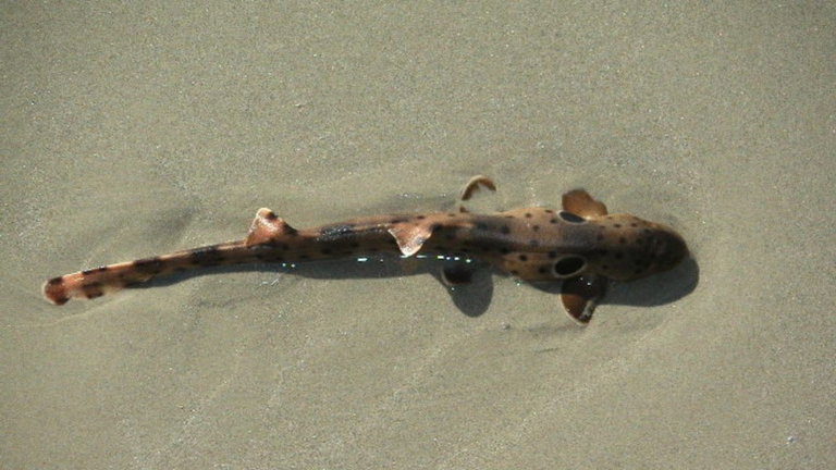 Pensábamos que los tiburones eran el depredador perfecto, pero ahora han encontrado uno todavía más avanzado. Tiene piernas