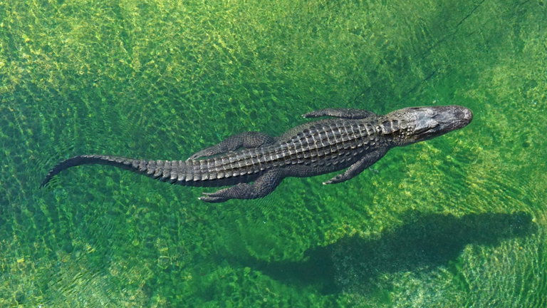 Un grupo de cocodrilos americanos encuentran nuevo hogar. Ha hecho suya esta planta nuclear de Florida
