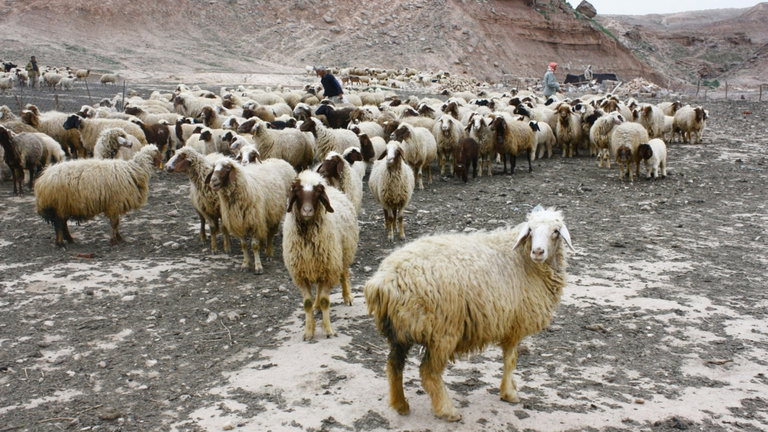 Una prueba a un ADN revela que las ovejas han sido más importantes para el ser humano de lo que creíamos. Fueron capaces de reescribir nuestra historia