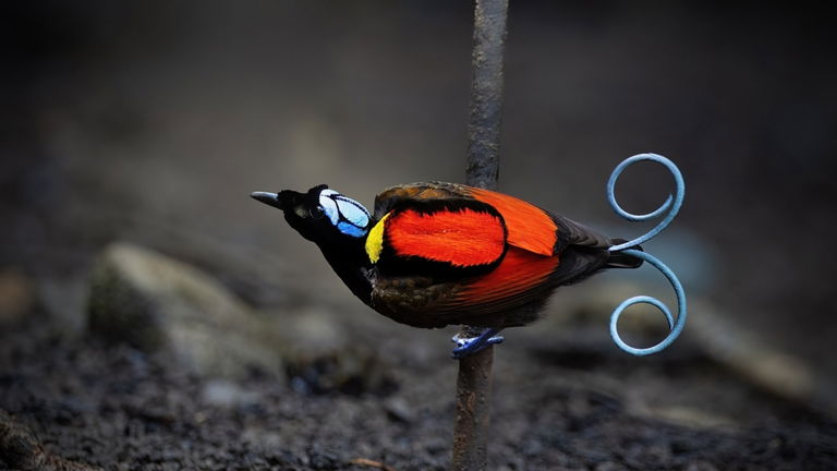 Las aves del paraíso son aun más exóticas de lo que pensábamos: son capaces de brillar en la oscuridad y todo se debe a sus plumas