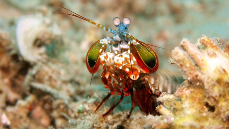 Este crustáceo es el Ilia Topuria de la naturaleza. Es capaz de partir casi cualquier cosa con sus tenazas