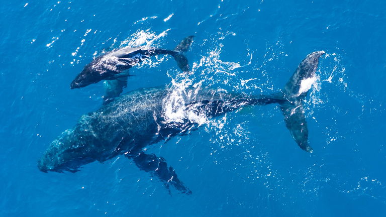 Las 5 especies de ballenas más grandes del mundo y cuánto miden exactamente