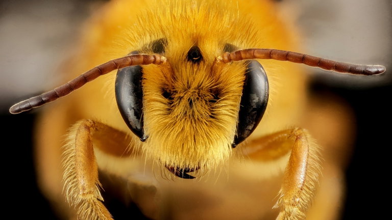 El fósil de una abeja de hace 14 millones de años nos ha dejado un mensaje claro: son más importantes para nosotros de lo que creíamos