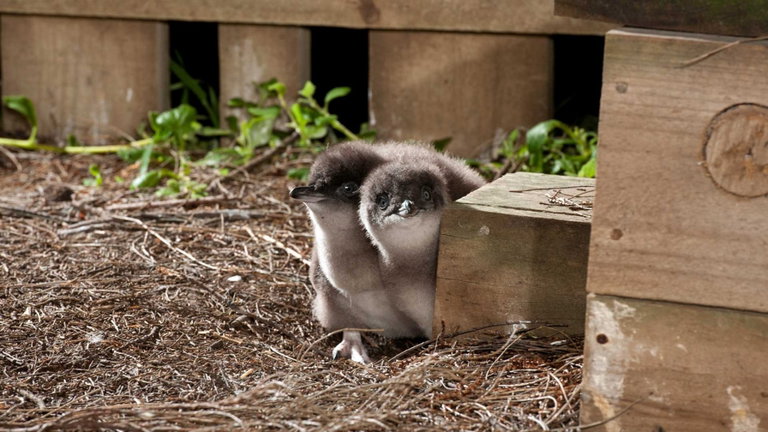 El mayor mito sobre los pingüinos ha quedado finalmente desmentido. La ciencia acaba con una larga historia