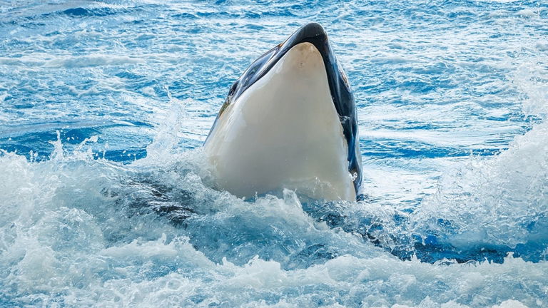 Los tiburones tienen un nuevo enemigo: las orcas. Estos mamíferos acaban con ellos para comerse esta parte de su cuerpo