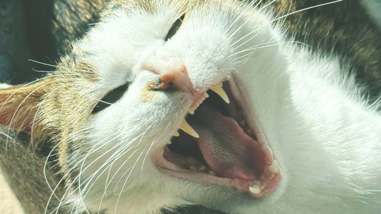 El lado oscuro de nuestras mascotas: los gatos pueden destruir la biodiversidad de nuestros ecosistemas