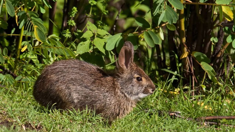 Expertos científicos redescubren una especie desaparecida durante 120 años. Ya está en peligro de extinción
