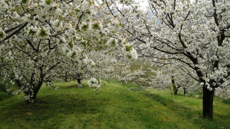 Parece una postal japonesa, pero este paisaje está en España y es mucho mejor. Solo tienes que desplazarte a Cáceres para verlo