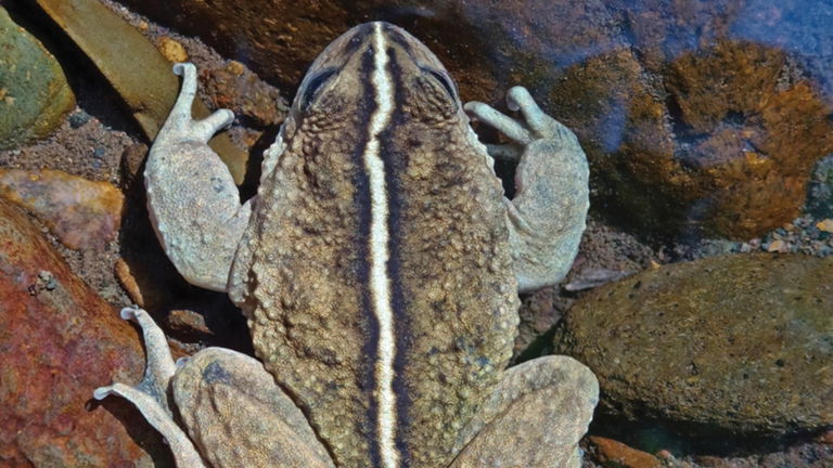 Fue descubierta hace 130 años, desapareció y ahora ha vuelto. Esta rana tiene conmocionados a los biólogos del planeta