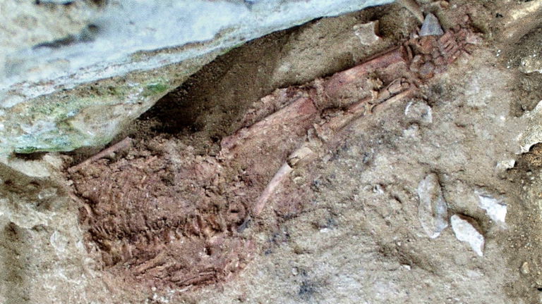 Los arqueólogos ahora saben más sobre el extraño "niño de Lapedo". Vivió hace 25.000 años y fue un híbrido de dos especies humanas