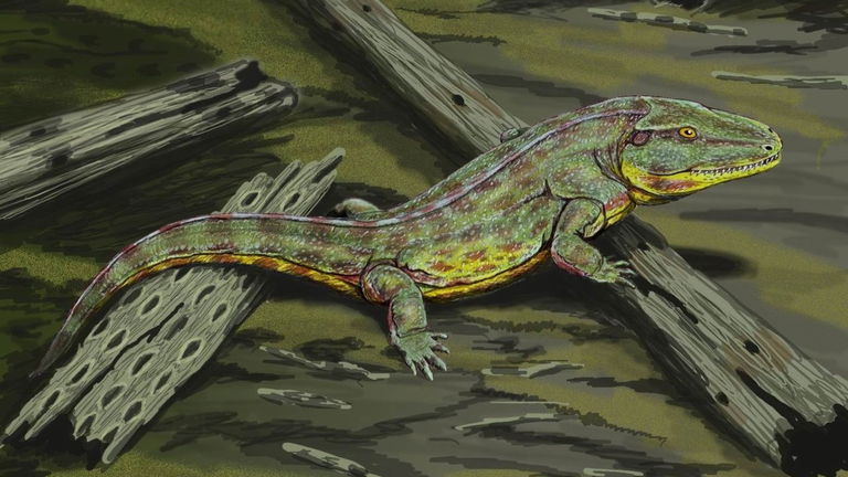 Las ranas antiguas lograron sobrevivir a la extinción más letal que ha sufrido la Tierra. Un nuevo estudio revela cómo lo hicieron