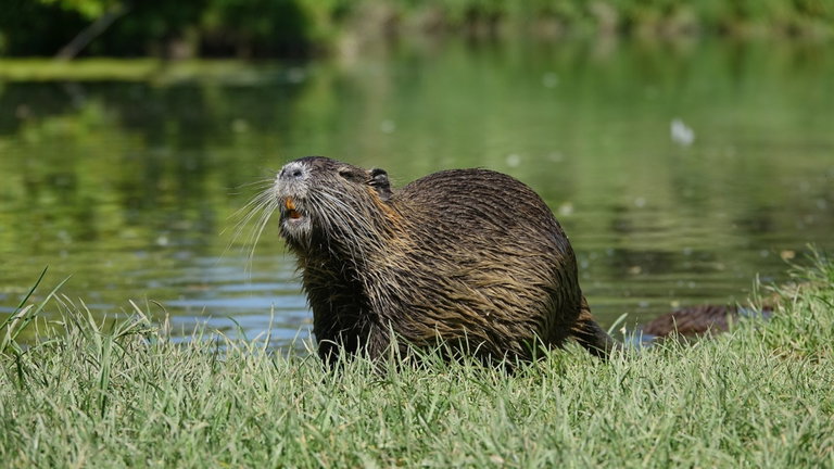 Estados Unidos ya tiene una solución para controlar esta plaga de roedores: te los tienes que comer con patatas