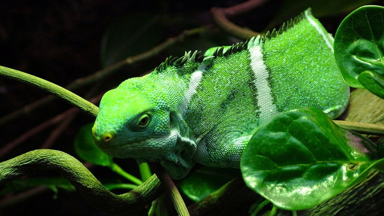 Son parientes de los dinosaurios y han conseguido algo único en el reino animal: recorrieron más de 8.000 kilómetros para llegar a esta isla perdida