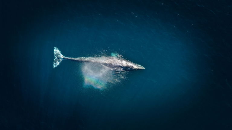 Los océanos tienen un secreto para continuar siendo ricos. Todo está en la caca y el pis de ballena