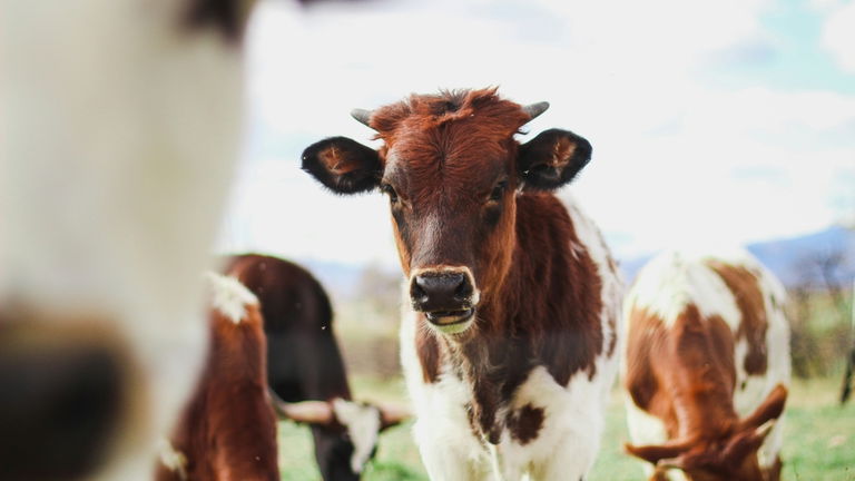 Caca de vaca para crear combustible ecológico. Lo ha hecho Japón y podría ser el futuro de tu coche