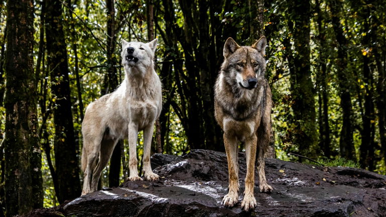 Los lobos que viven en Escocia podrían ser la clave para reducir el carbono en la atmósfera. Todo tiene que ver con sus hábitos alimenticios
