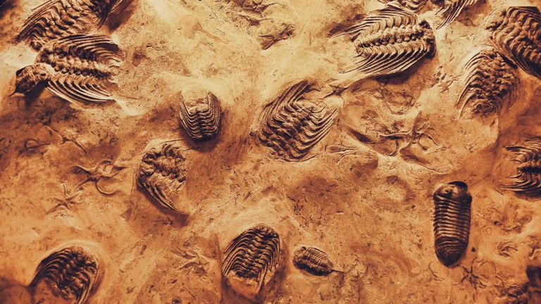 Es un fósil, tiene 168 millones de años y es el más antiguo que se conoce de esta extraña especie de dinosaurio