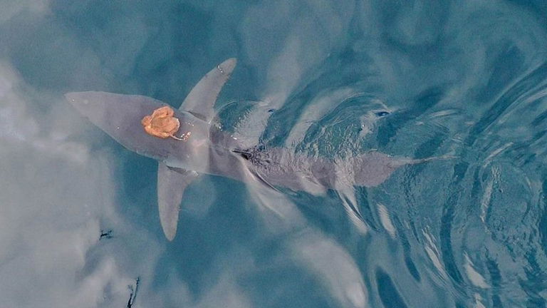 Los biólogos no salen de su asombro: han visto a un pulpo cabalgando a lomos de un tiburón. Es el encuentro animal más raro grabado hasta ahora