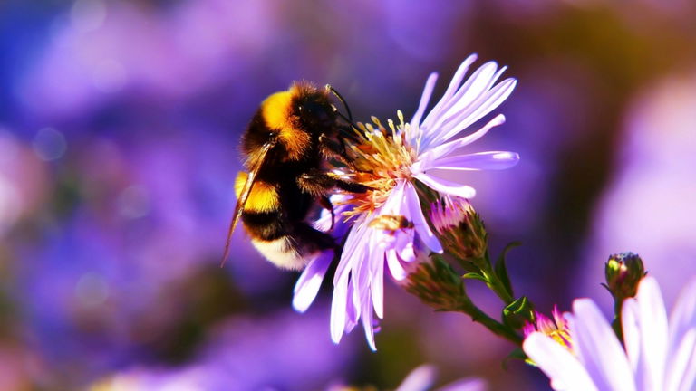 Las abejas urbanas se enfrentan a néctar contaminado. Así es como el ser humano las pone en peligro