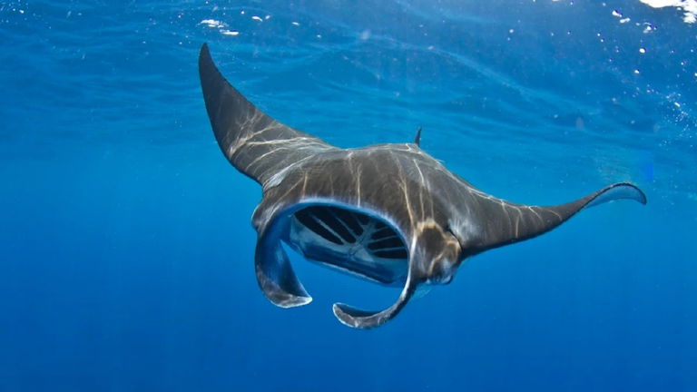 China se pone en marcha y quiere fabricar su flota de drones más extraña: tienen forma de manta raya y tendrán una importante misión