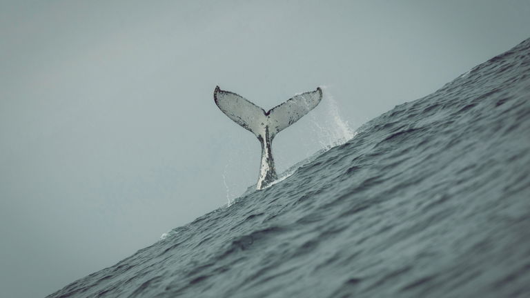 La orina de ballena es más importante de lo que pensamos: ayuda a que los océanos estén más vivos