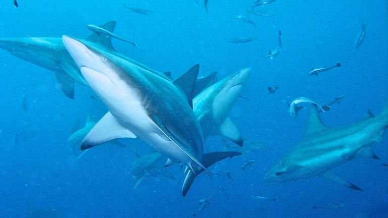 Los científicos descubren cuán duros son los tiburones. Lo han hecho con un microscopio
