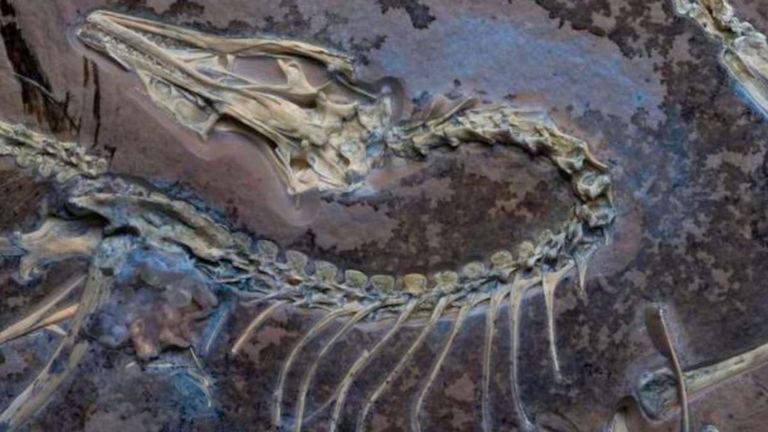 Los secretos de por qué los pájaros vuelan están en este fósil y es de un antiguo dinosaurio