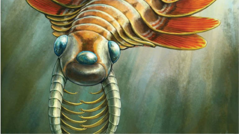 Era un depredador prehistórico, tenía tres ojos y podía respirar por el trasero. Así vivió este animal hace 500 millones de años
