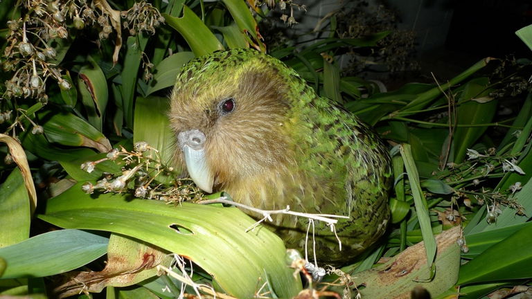 Estos loros son los más raros del mundo y estaban en peligro de extinción: la inseminación artificial les ha salvado