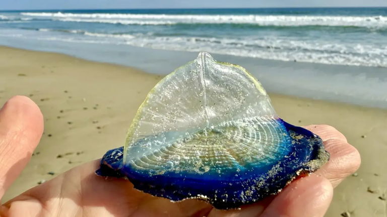 Las "marineras del viento" tiñen de azul playas de California. Estos "diamantes" tienen conexión con el cambio climático