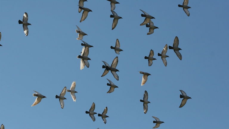 Los radares tienen una nueva misión: observar a miles de millones de aves y por una buena razón