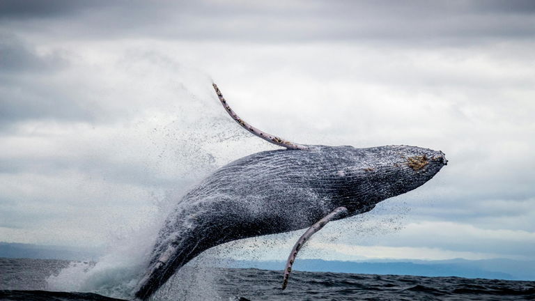 Un nuevo estudio descubre una cuestión vital que no sabíamos de las ballenas: todo está relacionado con sus crías