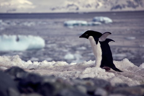 El clima de la Antártida podría salvarse. Todo sería gracias a la caca de pingüino