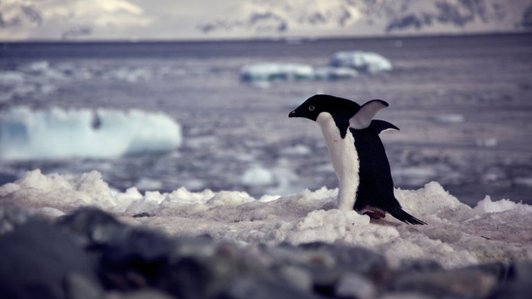 El clima de la Antártida podría salvarse. Todo sería gracias a la caca de pingüino