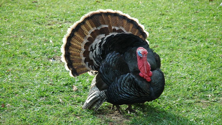 ¿Por qué no comemos huevos de pavo? La explicación es menos evidente lo que parece