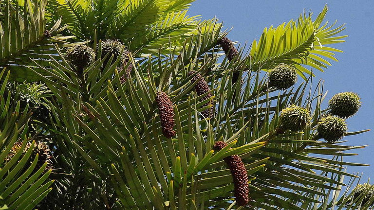 Este es el árbol que los dinosaurios devoraban para alimentarse. Todavía existe y puedes verlo en muchos sitios