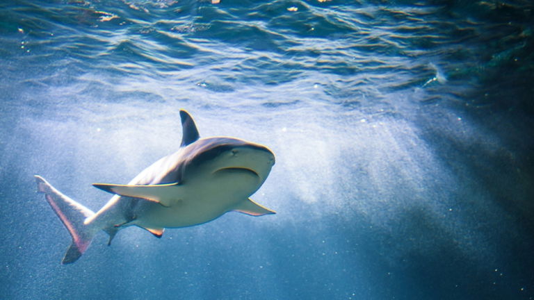 Los tiburones no tienen pulmones, pero sí tienen nariz ¿para qué sirve este órgano en sus cuerpos?