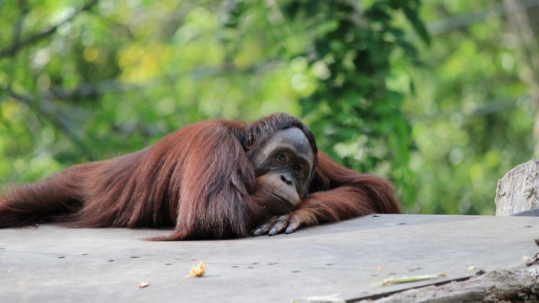 Los orangutanes nos vuelven a sorprender. Su lenguaje parece tener una complejidad comparable al humano