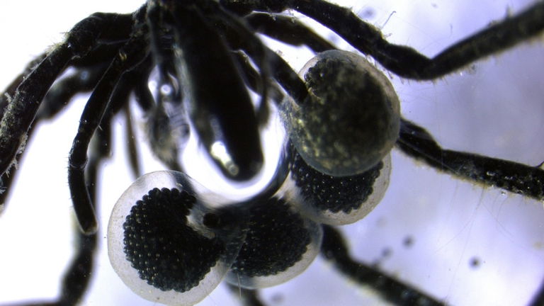 Vive en las profundidades del océano y se alimenta de gas: esta es la araña más rara que jamás hemos visto