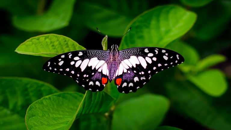Un antiguo fósil hecho de caca de 230 millones de años revela como eran las mariposas antiguas